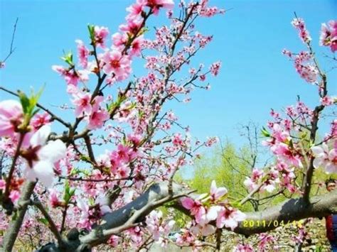 開桃花|台灣桃花開花季節指南：果桃和花桃綻放的迷人時刻 